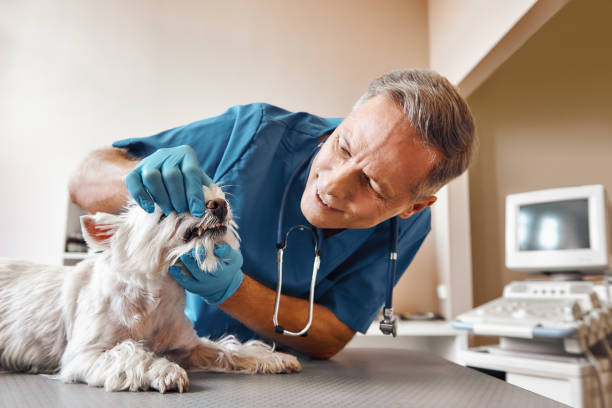 Best Emergency Root Canal Therapy in Endicott, NY